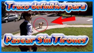 🐺🥵Si tu perro tira de la correa en los paseos es bueno😅 [upl. by Naoma342]