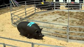 FAST and FATRosaires Racing Pigs [upl. by Hars]