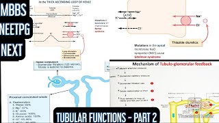 Tubular Functions  Part 2 Reabsorption amp Secretion in Ascending LOH DCT CD Tubuloglomerular FB [upl. by Nigel]