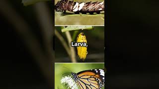 तितली का जीवन चक्र  butterfly life cycle facts short ytshorts animals science [upl. by Aicatan654]