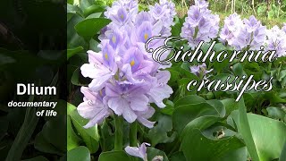 Common water hyacinth Eichhornia crassipes [upl. by Adikram704]