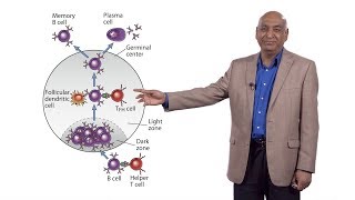 Shiv Pillai Harvard 3 IgG4Related Disease Collaboration Between B and T Cells [upl. by Sydel]