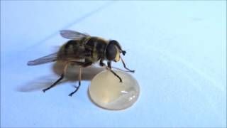 Hoverfly cleans itself and sucks honey [upl. by Namref]