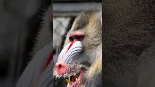 Mandrill The Biggest Monkey In The World mandrill mandrills shorts [upl. by Airlia144]