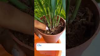 How to grow Parlor palm healthy Parlor palm care tips parlorpalmcaretips airpurifyingplant [upl. by Naillimixam988]