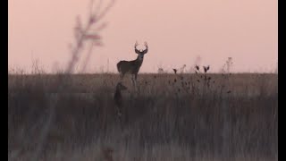 Squirrel and Buck Fights  Fort Riley KS [upl. by Hama]