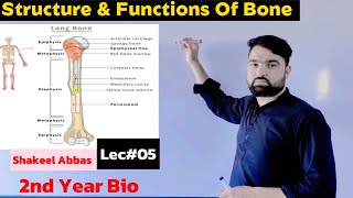 Structure Functions amp Composition Of Bone Support and Movement [upl. by Ayama]