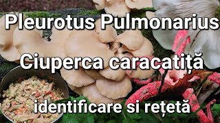 Ciuperca Caracatiței Pleurotus Pulmonarius Cum se identificaRețetă [upl. by Ennadroj]