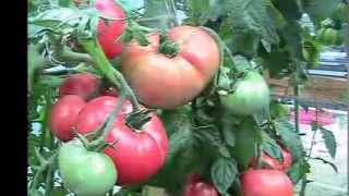 Kratky MethodDWCCompost Tea Hydroponics 6 Hydroponic Tomatoes [upl. by Schlenger]