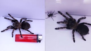 Tarantula Gigante  La Tarántula Goliath Vs Araña violinista  Arañas Increibles [upl. by Larrabee668]