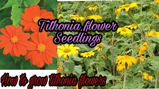 Tithonia flower Seedlings how to grow tithonia plant summer flower plant by gardenlover [upl. by Attevaj]