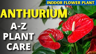 ANTHURIUM PLANT CARE TIPS – INDOOR FLOWERING PLANT  GROW ANTHURIUM FLOWER AT HOME EASILY [upl. by Sillig439]