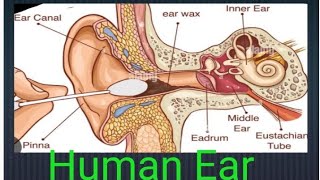 Human Ear [upl. by Ennoval33]