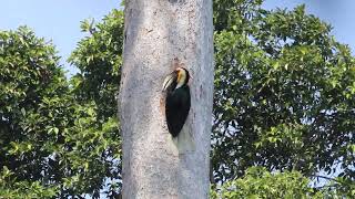 นกเงือกกรามช้างตัวผู้ ป้อนตัวเมีย The Male Wreathed Hornbill was feeding the famale [upl. by Akamaozu140]