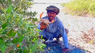 How did this mud crab get stuck in our net and keep tying hands [upl. by Barbabra858]