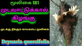 முடவாட்டுக்கால் கிழங்குDrynaria quercifoliamudavaattukkaalAlasal [upl. by Bill]