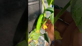 Growing Cucumbers Vertically in a 5 gallon container  Quick Tips  cucumbers gardening viral [upl. by Ibbor]