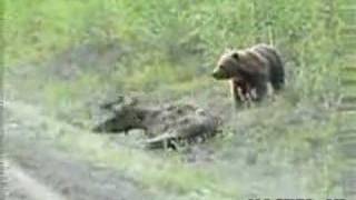 BEAR EATS A MOOSE ALIVE [upl. by Dyraj]