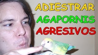 Tutorial para Adiestrar agapornis ninfas y periquitos AGRESIVOS [upl. by Allie]