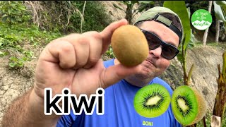 Curiosidades del Kiwi una de las frutas mas deliciosas y raras del planeta Jugo verde [upl. by Roman]