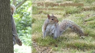 De grijze eekhoorn Sciurus carolinensis in Londen [upl. by Kcirdneked83]