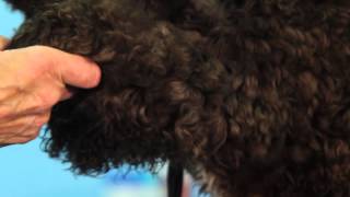 How to Demat Dogs Coat with the Master Grooming Tools Dematting Tool [upl. by Erb]