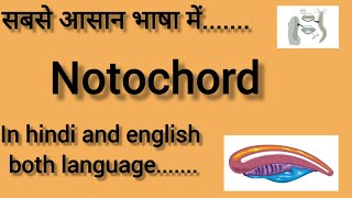 NOTOCHORD  In hindi and english  BIOLOGY  CHORDATES AND NON CHORDATES CLASS 11  NEET 2025 [upl. by Arihas]