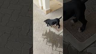 Puppies trying to fight why Martha watch subscribe dop2 shortvideo puppy [upl. by Nob173]