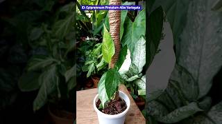 Repotting A Epipremnum pinnatum albo  Indoor Plant Care indoorplants pothosplant [upl. by Secrest]