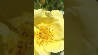 Yellow roses from my garden 2  Aug 2024 💛 [upl. by Lebyram]