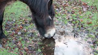 7 Amazing Facts you didnt know about Exmoor Ponies [upl. by Hugibert]