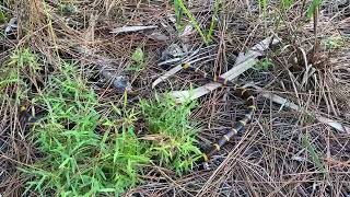 Eastern Coral snake in Naples Florida [upl. by Benton921]