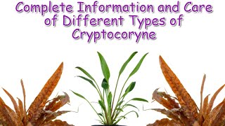 Cryptocoryne Care and Guide  Aquatic Plants Profile Episode 2 [upl. by Euqininod]