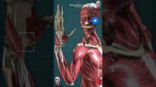 Human body muscles 3D [upl. by Vanzant]