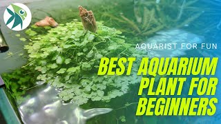 The EASIEST AQUARIUM Plant every BEGINNERS should have HYDROCOTYLE TRIPARTITA [upl. by Peonir]