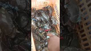 Live peethalu maa Repalle market lo size ni batti cost crabs live ytshorts subscribemychannel [upl. by Aicnatsnoc]