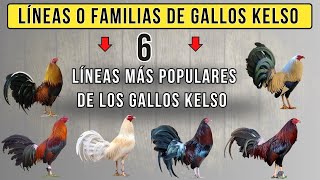 6 mejores Líneas o familias de de gallos Kelso [upl. by Derman78]