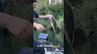 50er BarschKnaller auf Naturköder am Drop Shot Rig So gehts Wacky perch [upl. by Alta]