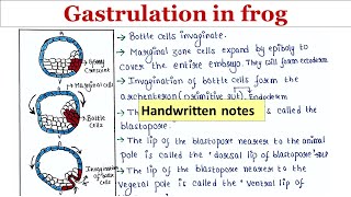 Gastrulation in frog  Handwritten notes [upl. by Zelle22]