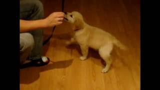 Golden Retriever puppy gets tangled up Lubella [upl. by Iturk]