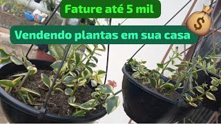 COMO FATURA ATÉ 5 MIL REAIS VENDENDO PLANTAS EM CASA [upl. by Nitsrik]