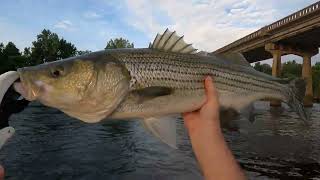 Huge Striper Gaston Bridge Top Water Rockfish at Gaston Bridge Roanoke river Gaston boat Ramp [upl. by Phedra]