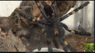 Peacock Parachute Spider Tarantula Gooty Sapphire P Metallica [upl. by Wilburn993]