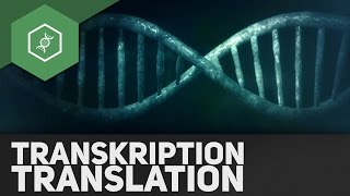 Transkription amp Translation – Genetik Abi Special veraltet [upl. by Mckay]