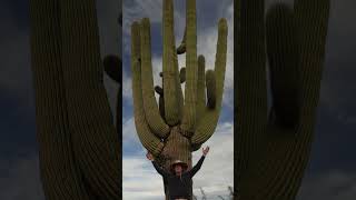 SaguaroDesert Giants Worlds Biggest Cactus [upl. by Anthony765]