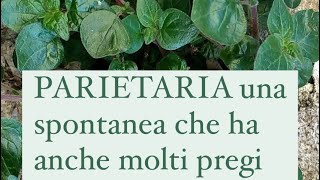 La parietaria ha anche benefici [upl. by Freeborn]