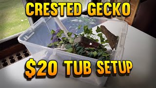 How To Setup A Crested Gecko Tank For Less Than 20 [upl. by Yunick183]