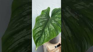 Philodendron Plowmanii alebo Mamei [upl. by Akirahc]