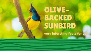 Olivebacked Sunbird facts 🦜 Yellowbellied Sunbird 🦜 Southern Asia to Australia 🇦🇺 [upl. by Adniralc]