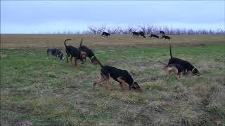 Chasse au lièvre avec des bruno du jura 1ere partie [upl. by Boj]